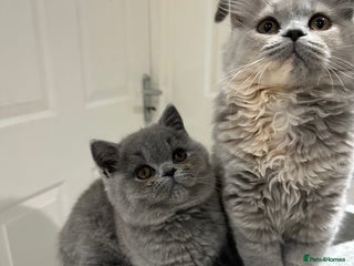 British Shorthair cats GCCF registered British blue boy - Advert 6
