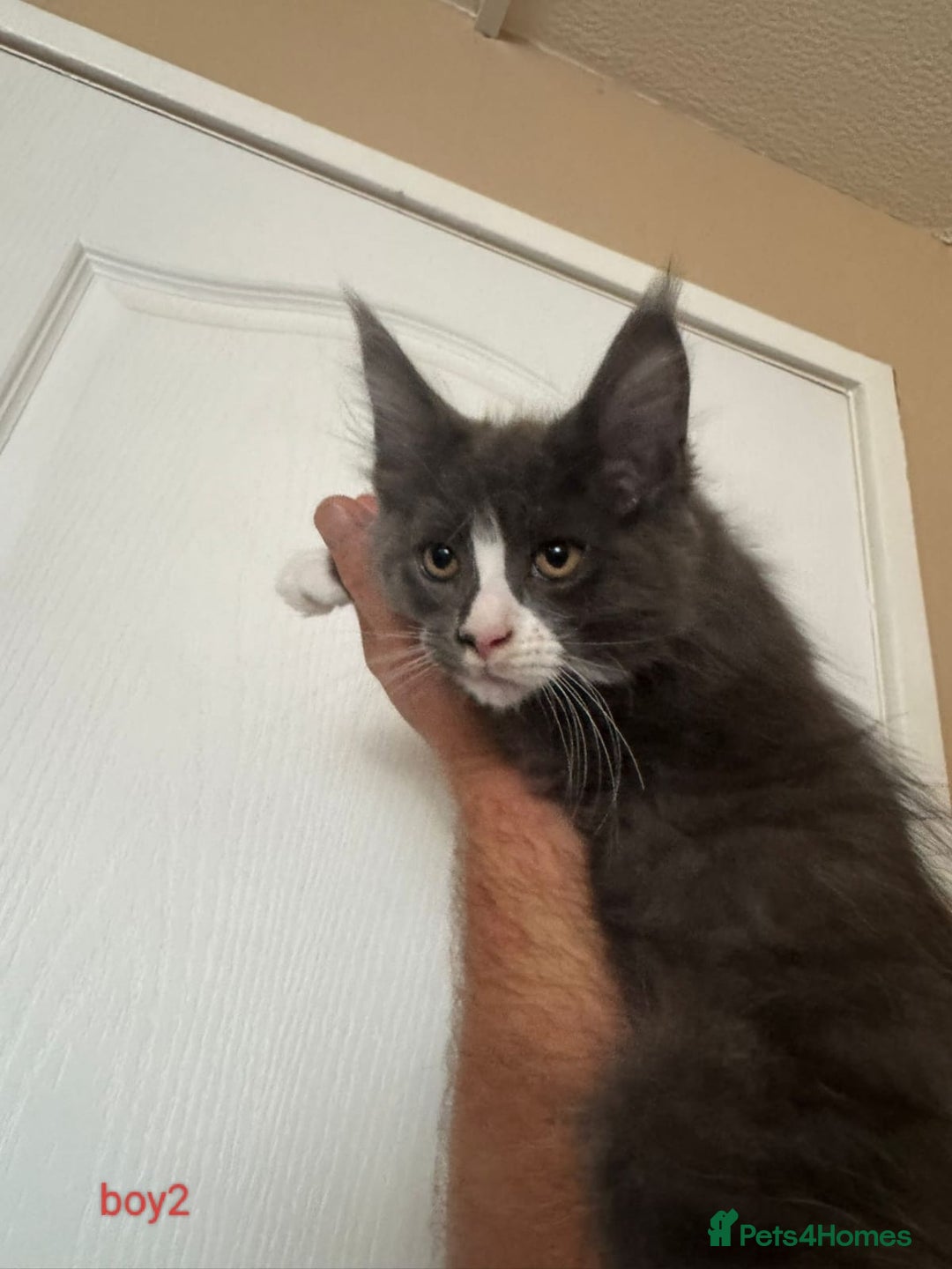Maine Coon cats for sale: Gorgeous maine coon kittens  - Image 12