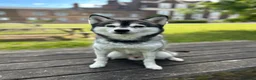 Pomsky dogs for stud: ✨ Handsome F2 Pomsky Stud Available ✨ - Advert 5