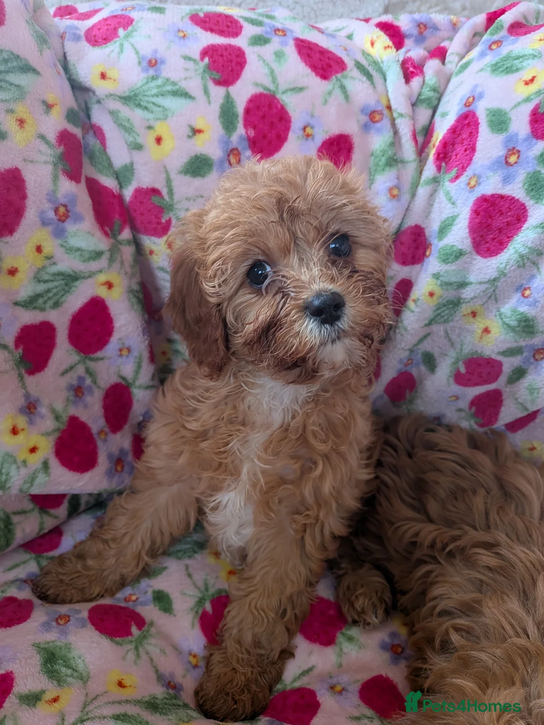 Cavapoo dogs for sale: 🌟 Stunning F1 cavapoo puppies 🌟 - Advert 6