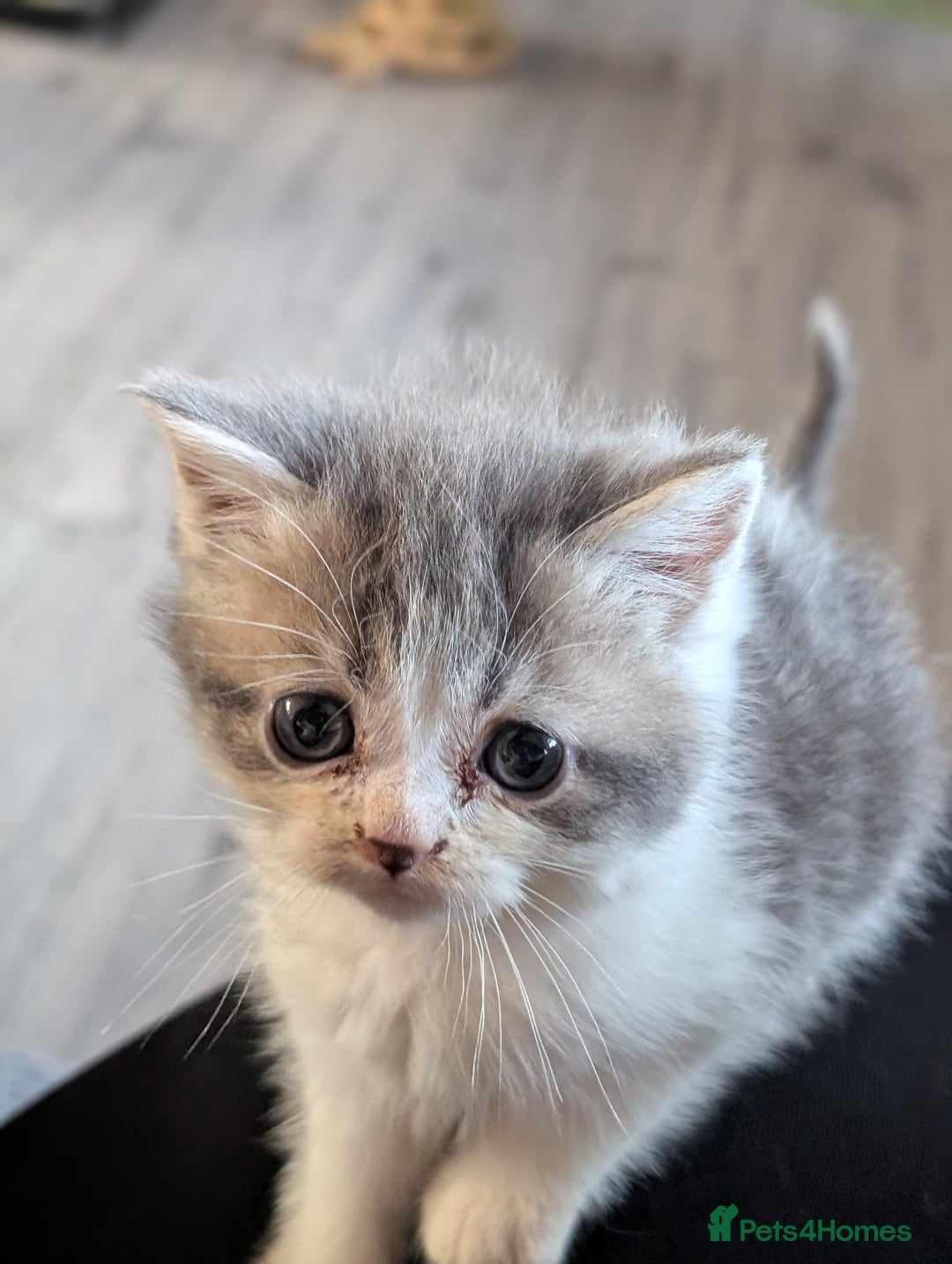 Persian cats for sale: Persian cross - Image 4