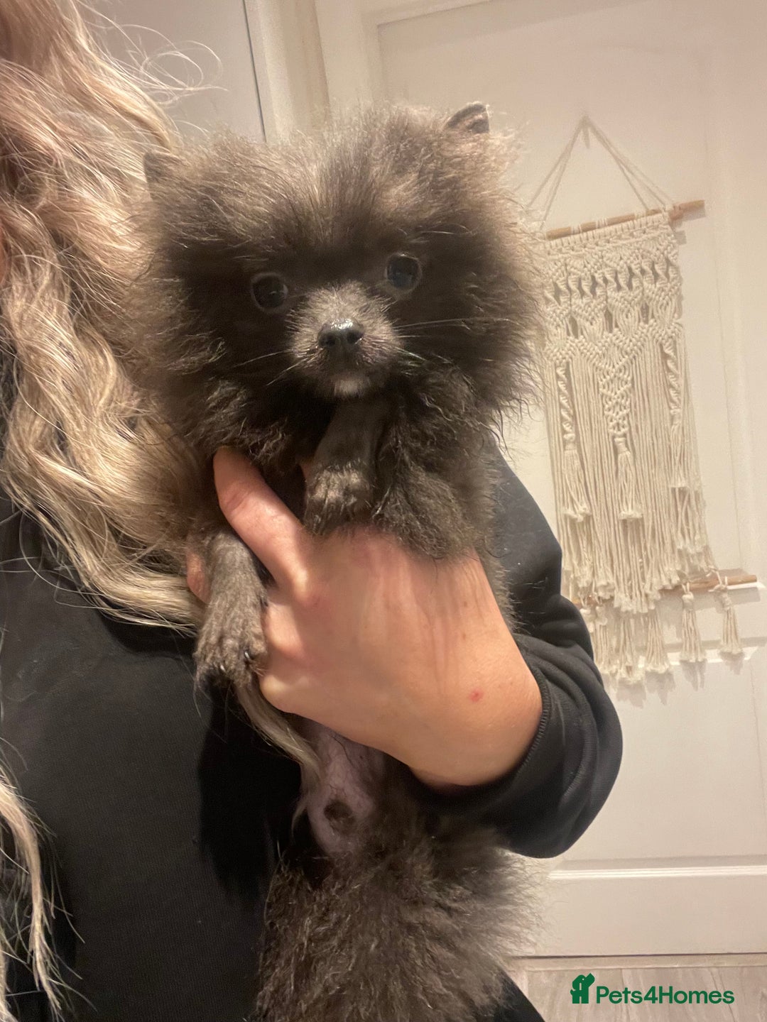 Pomeranian dogs for sale: Tiny blue male pomeranian - Advert 3