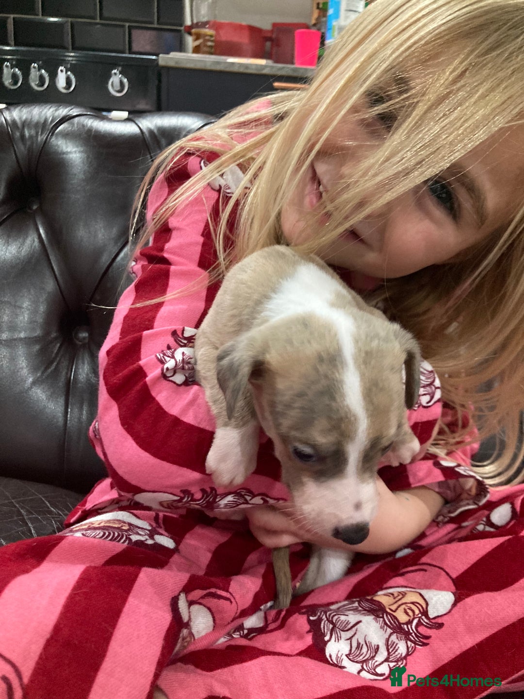 Whippet dogs for stud: Whippet Dog at Stud in Swadlincote - Advert 8