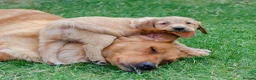 Golden Retriever dogs for sale: READY GOLDEN RETREVER KC PUPPIES - Advert 17