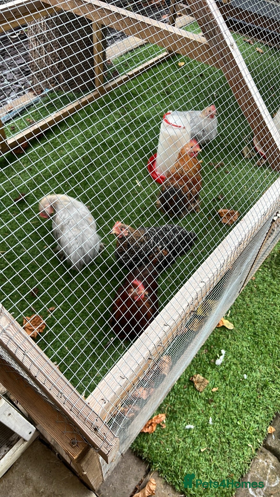 Chickens poultry Peking Bantam Cockerels - Advert 1