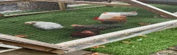 Chickens poultry for sale: Peking Bantam Cockerels in Chesterfield - Advert 1