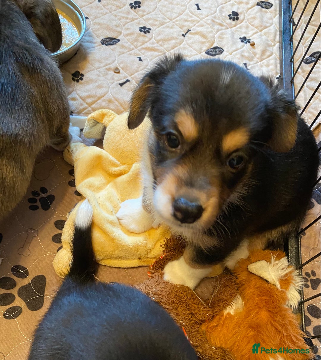 Welsh Corgi Cardigan dogs for sale: Welsh Cardigan Corgis by 5 ⭐️ Licensed Breeder - Advert 20