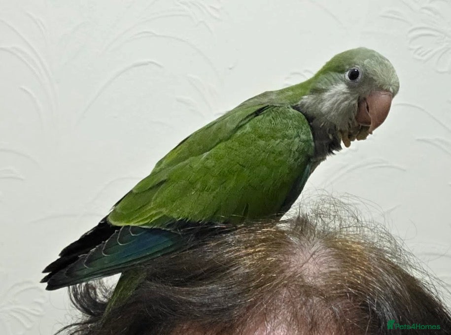 Parrots birds 15 week old Quaker parrot - Advert 2