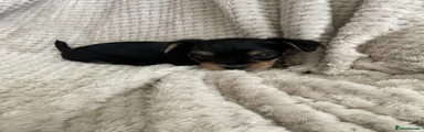 Yorkshire Terrier 3