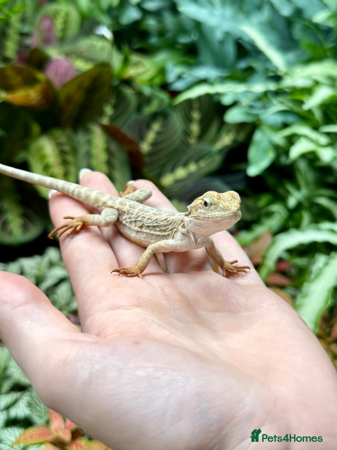 Bearded Dragon reptiles for sale: Citrus Red Hypo Trans Leatherback Bearded Dragons - Image 2