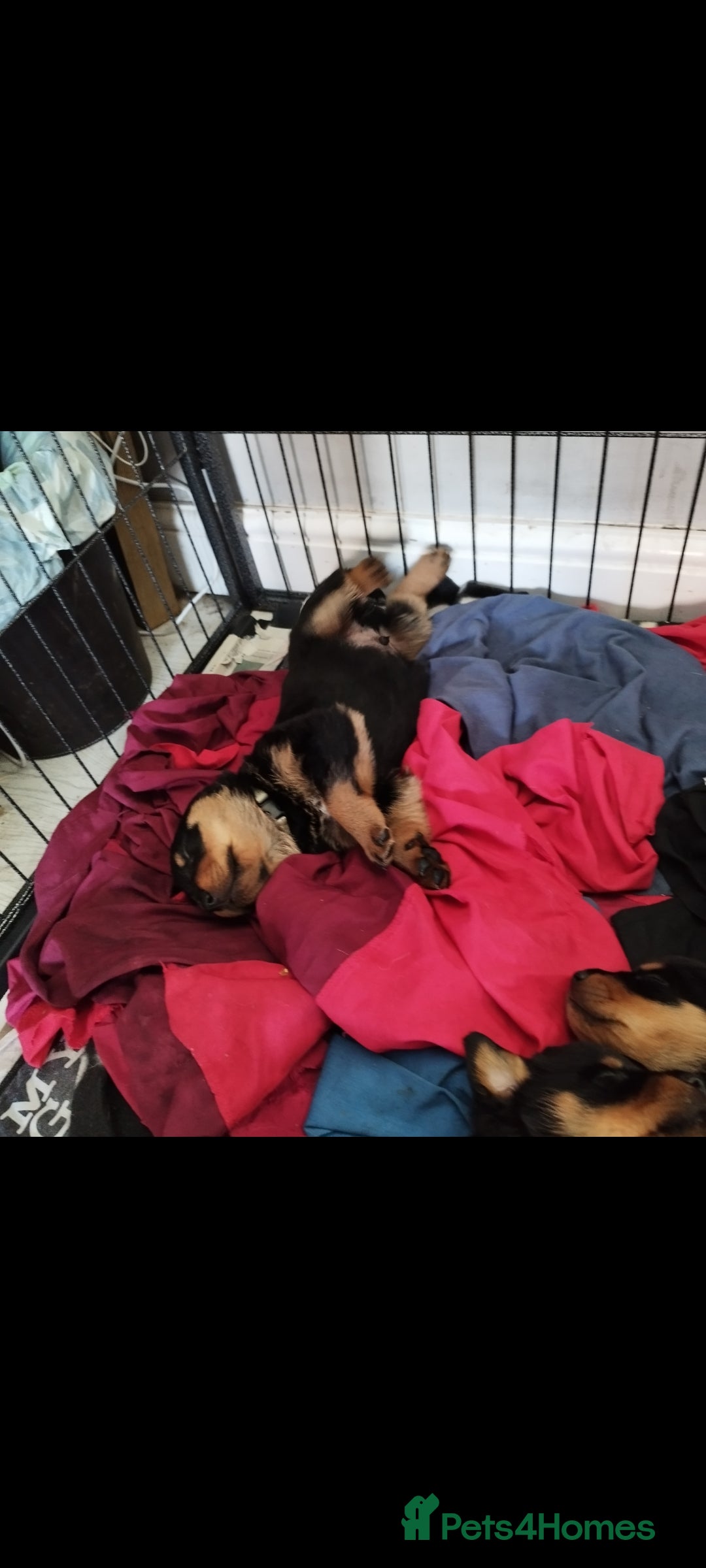 Rottweiler dogs for sale: Big Chunky litter of 7 Rottweilers  - Image 3