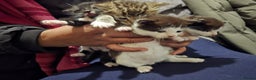 Bengal cats for sale: Beautiful BengalxBlack BengalxHimalayan Kittens - Advert 3