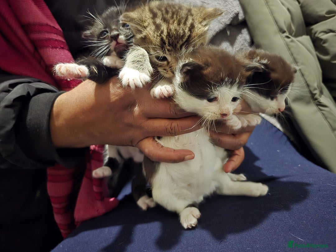 Bengal cats for sale: Beautiful BengalxBlack BengalxHimalayan Kittens - Advert 3