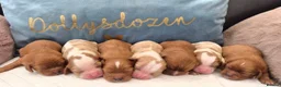 Cavalier King Charles Spaniel dogs for sale: Rkc reg Cavalier Puppies 2 x girls AVAILABLE  - Advert 4