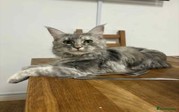 Mixed Breed cats for sale: Smokey Grey kittens for sale - Image 11