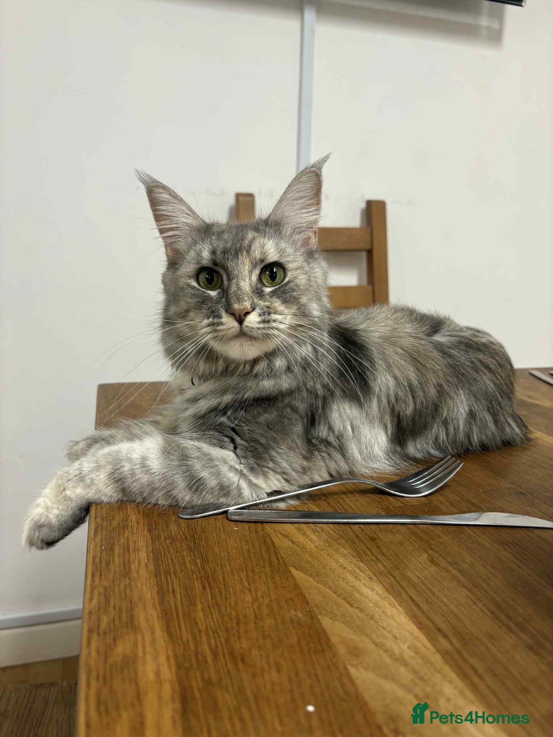 Mixed Breed cats for sale: Smokey Grey kittens for sale - Image 11