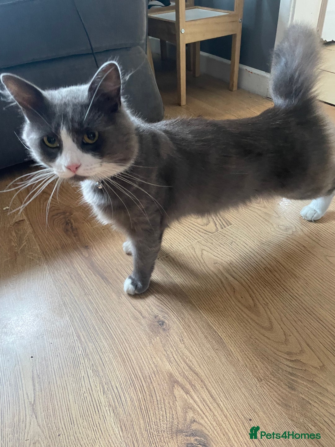 Siamese cats for sale: Siamese mix ragamuffin kittens  - Image 6