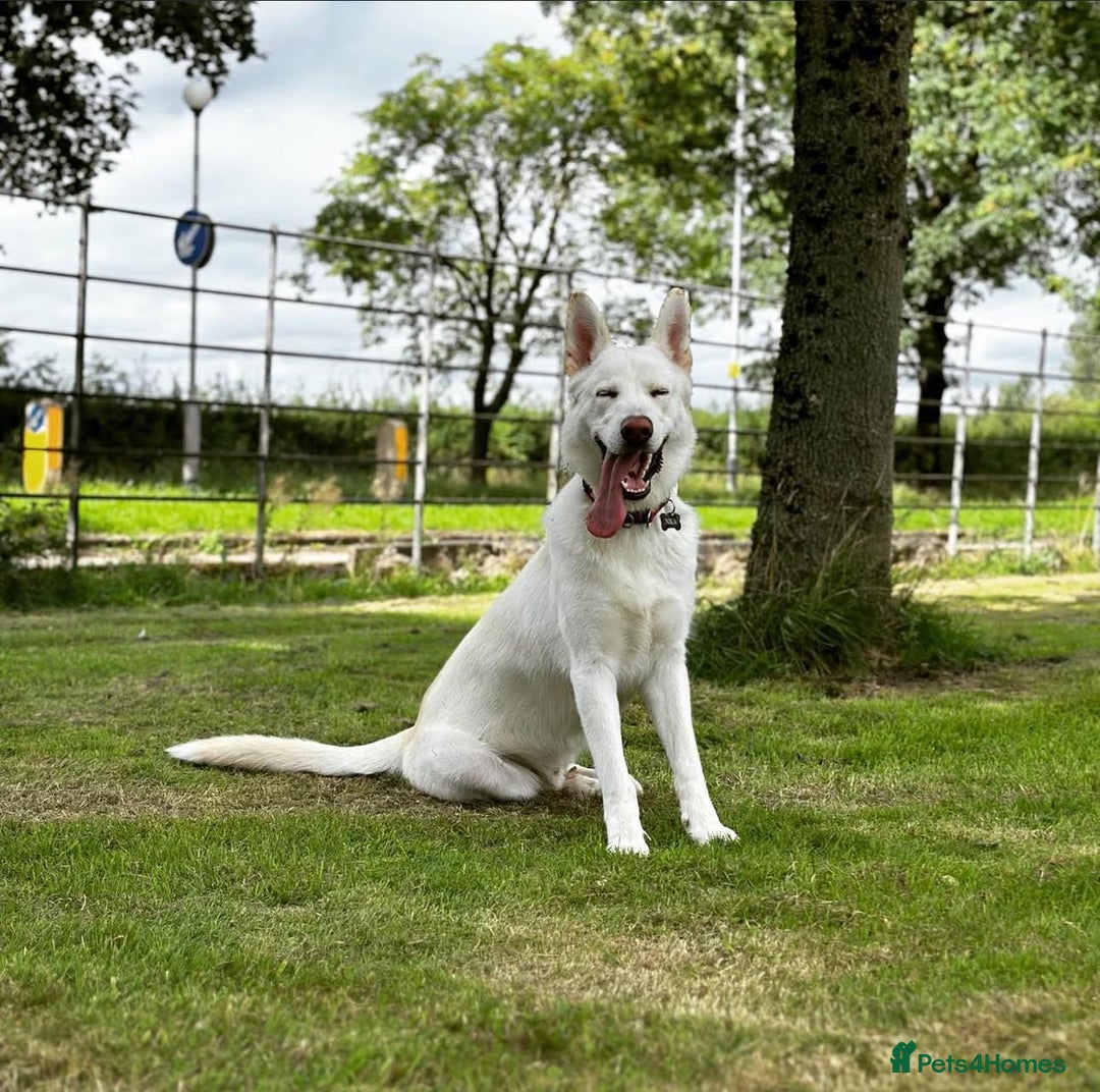 German Shepherd dogs for stud: Nika the shepsky for stud - Image 1