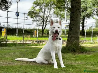 German Shepherd dogs Nika the shepsky for stud - Advert 1