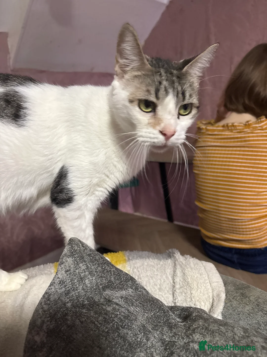 Mixed Breed cats for sale: Mixed litter of adorable kittens - Advert 6