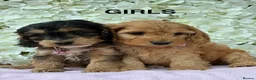 Cockapoo dogs for sale: F1 Cockapoo Puppies Available! - Advert 19