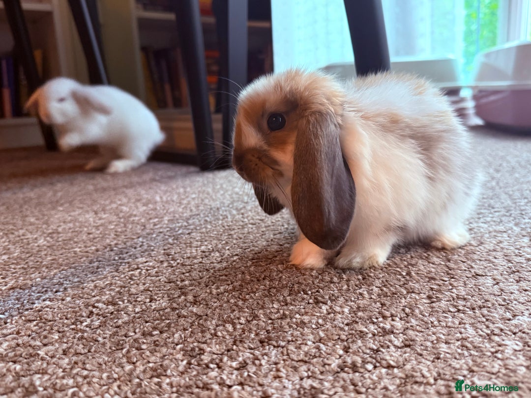 Mini Lop rabbits for sale: Mini lop babies - Image 8