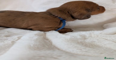 Miniature Dachshund dogs - Advert 10