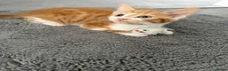 Mixed Breed cats for sale: 5 lovely kittens for sale  - Advert 22