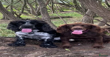 Cocker Spaniel dogs 4 cocker spaniel puppies, mum and dad family pets - Advert 6