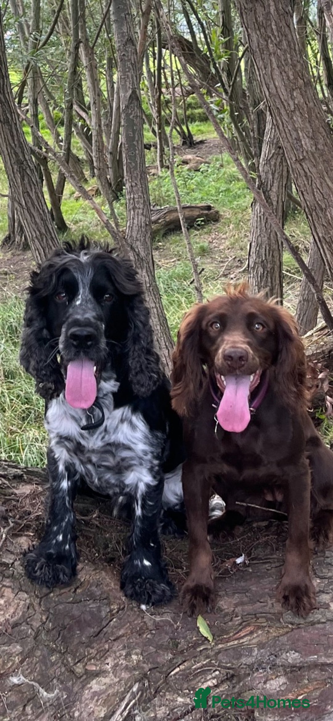 Cocker Spaniel dogs for sale: 4 cocker spaniel puppies, mum and dad family pets - Advert 3