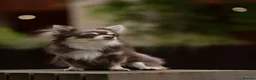 Chihuahua dogs for sale: Long Hair Chocolate Chihuahua Male in London - Advert 8