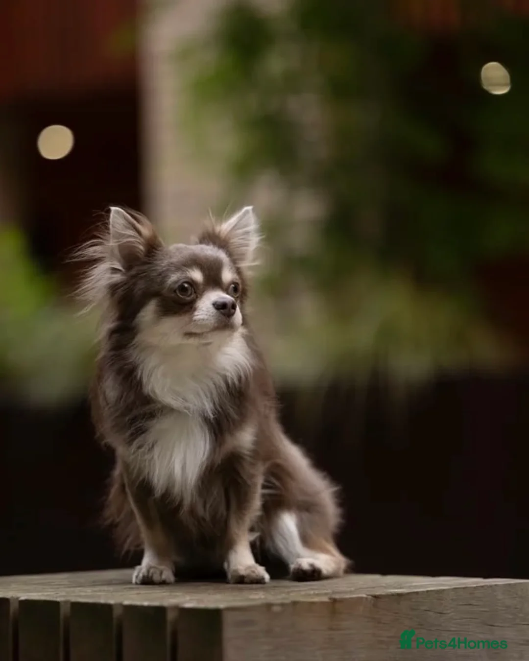 Chihuahua dogs for sale: Long Hair Chocolate Chihuahua Male in London - Advert 8