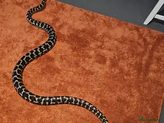 Python Snake reptiles Jungle carpet python - Advert 1