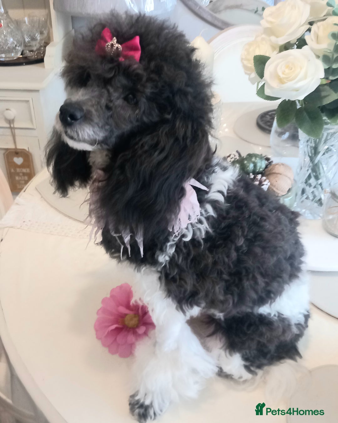 Toy Poodle dogs for sale: **1 PARTI BOY AVAILABLE**READY 21st DECEMBER** - Advert 4