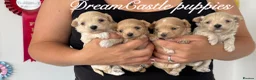 Maltipoo dogs for sale: Tiny maltipoo puppies Asian poodle dad  - Advert 6