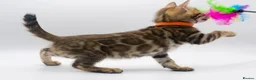 Bengal cats for sale: Stunning TICA Registered Bengal Kittens - Advert 15