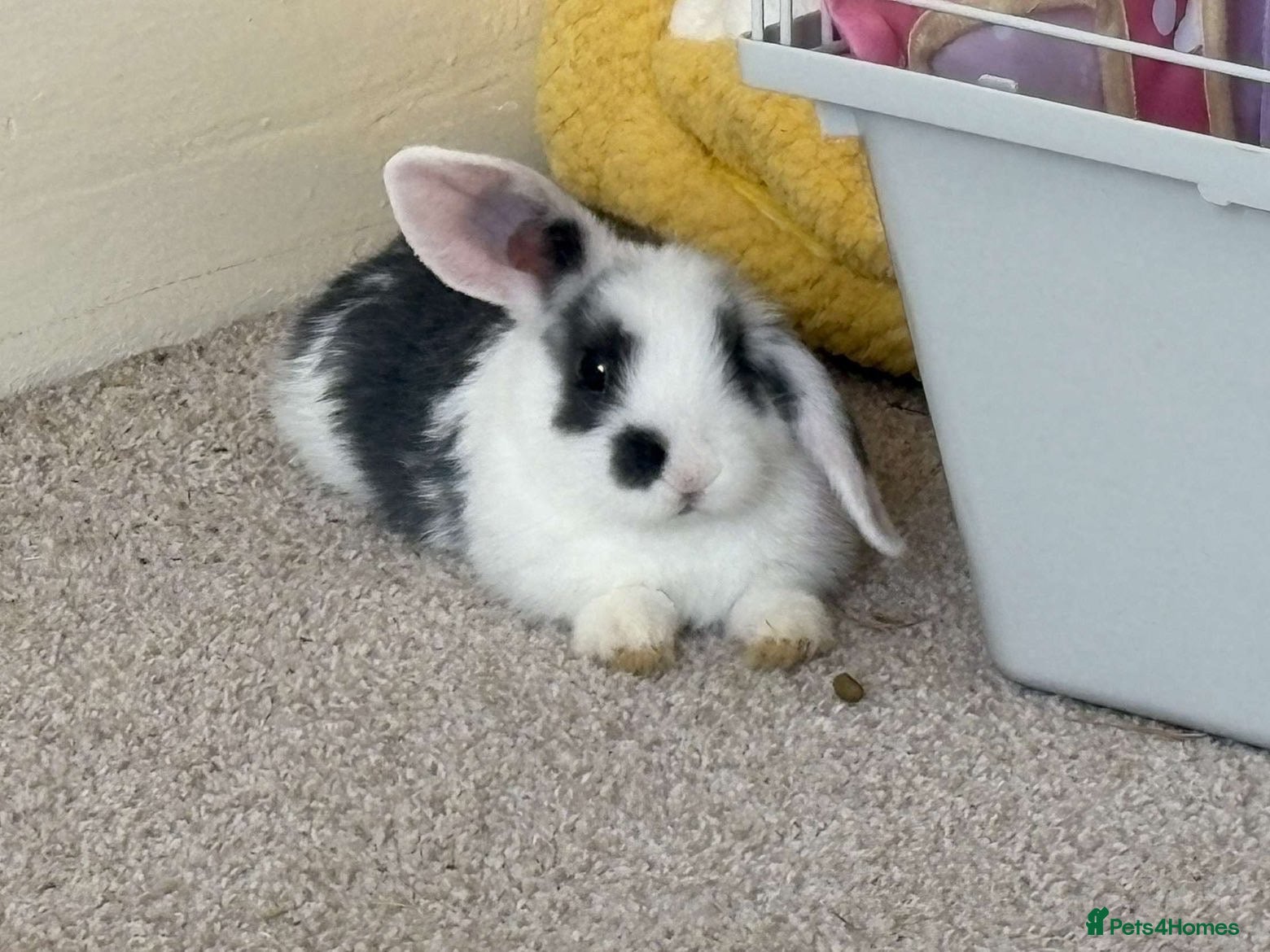 Mixed Breed rabbits Male Rabbit for sale - Advert 3