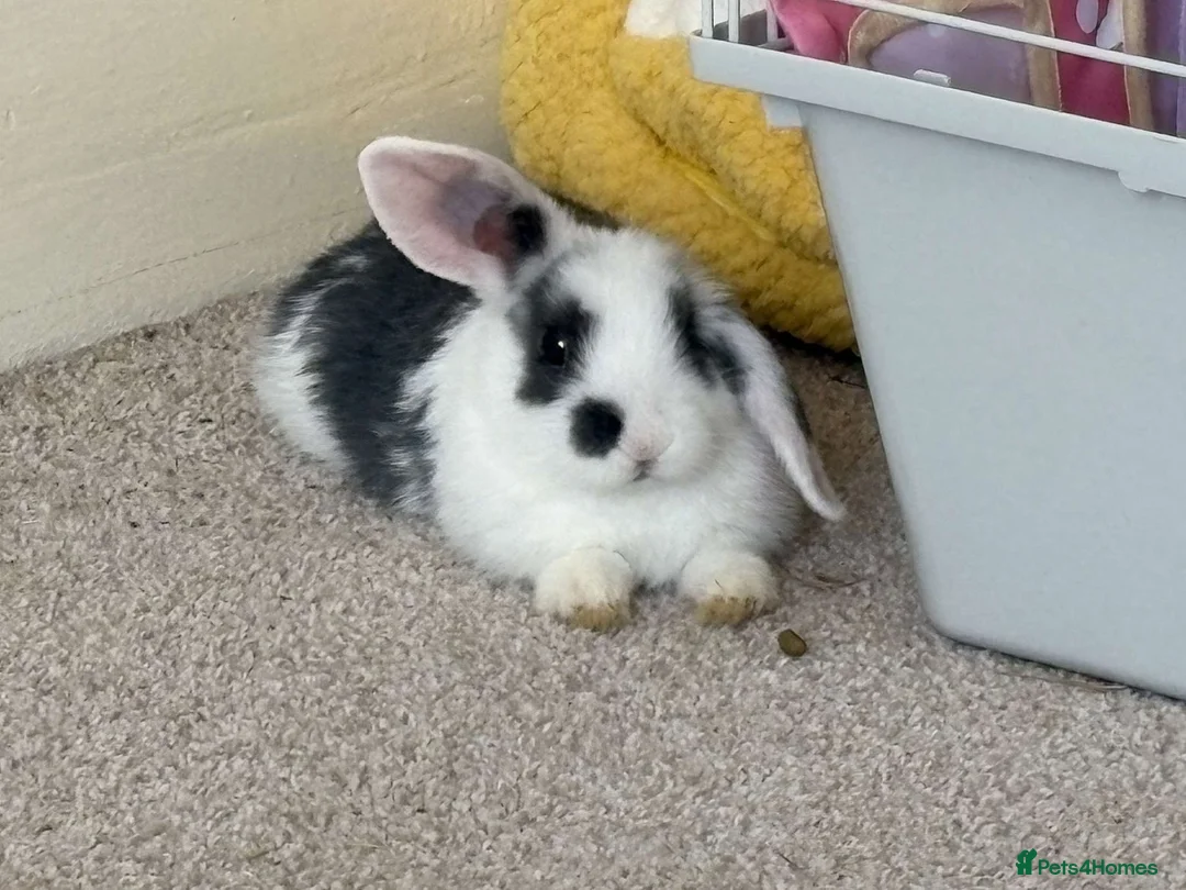 Mixed Breed rabbits for sale: Male Rabbit for sale - Advert 1