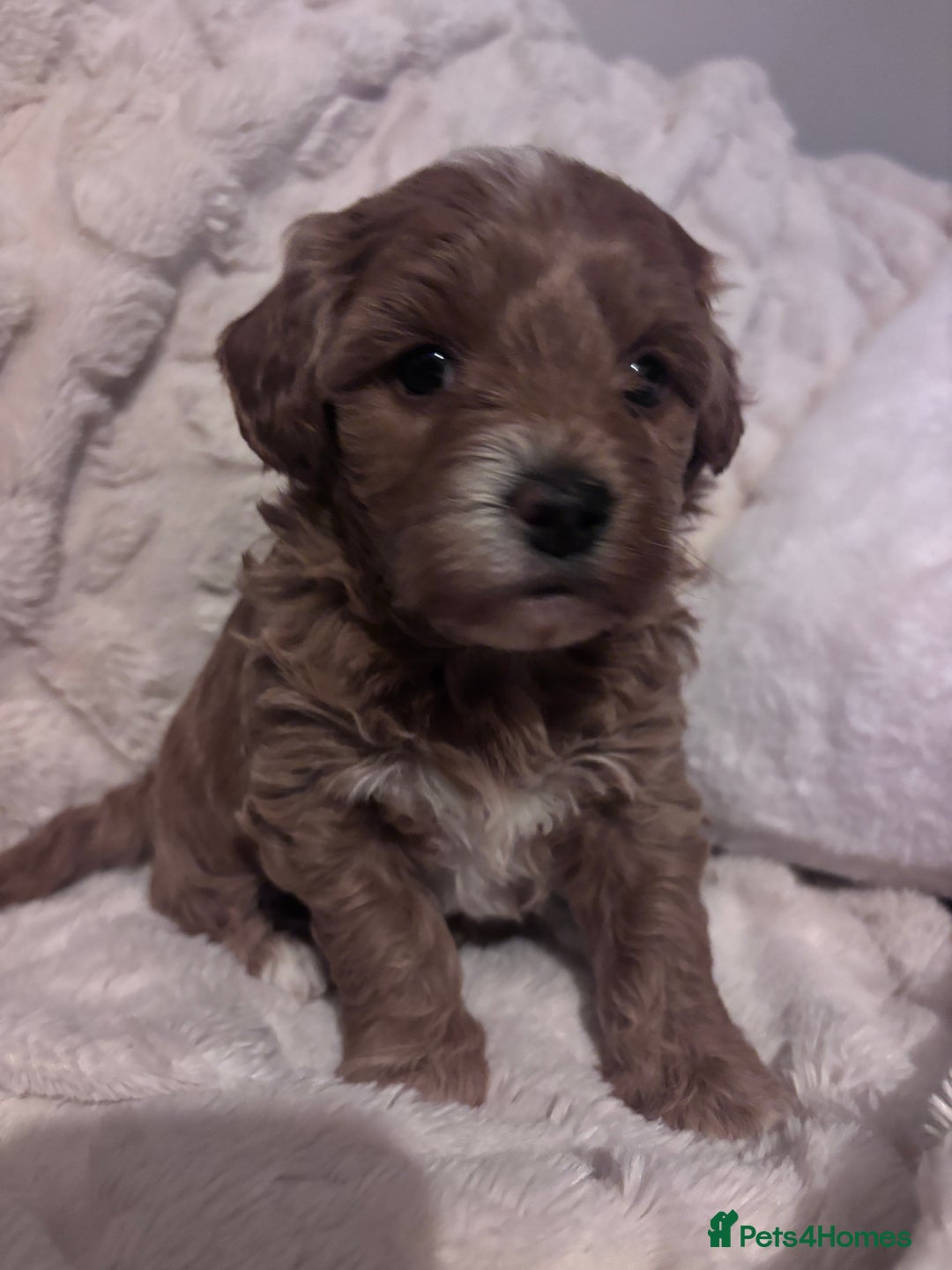 Cavachon dogs for sale: Toy Cavapoochons  - Advert 10