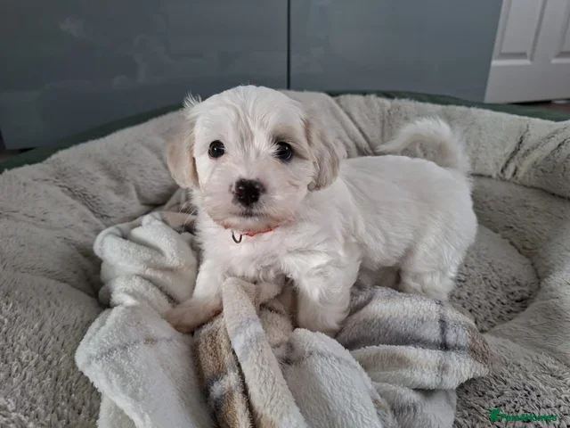 Cavachon dogs Beautiful Cavachon Puppies Needing Forever Homes - Advert 8