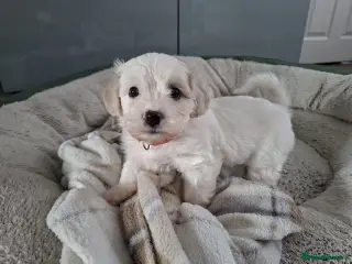 Cavachon dogs Beautiful Cavachon Puppies Needing Forever Homes - Advert 8