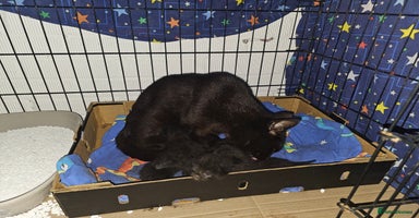 Mixed Breed cats - Advert 5