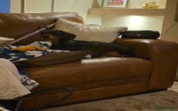 Dachshund dogs for sale: Mrs Kelly Armstrong  - Image 3