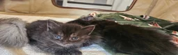 Maine Coon cats for sale: Maine coon X in Weymouth - Advert 9