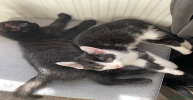 Mixed Breed cats - Advert 13