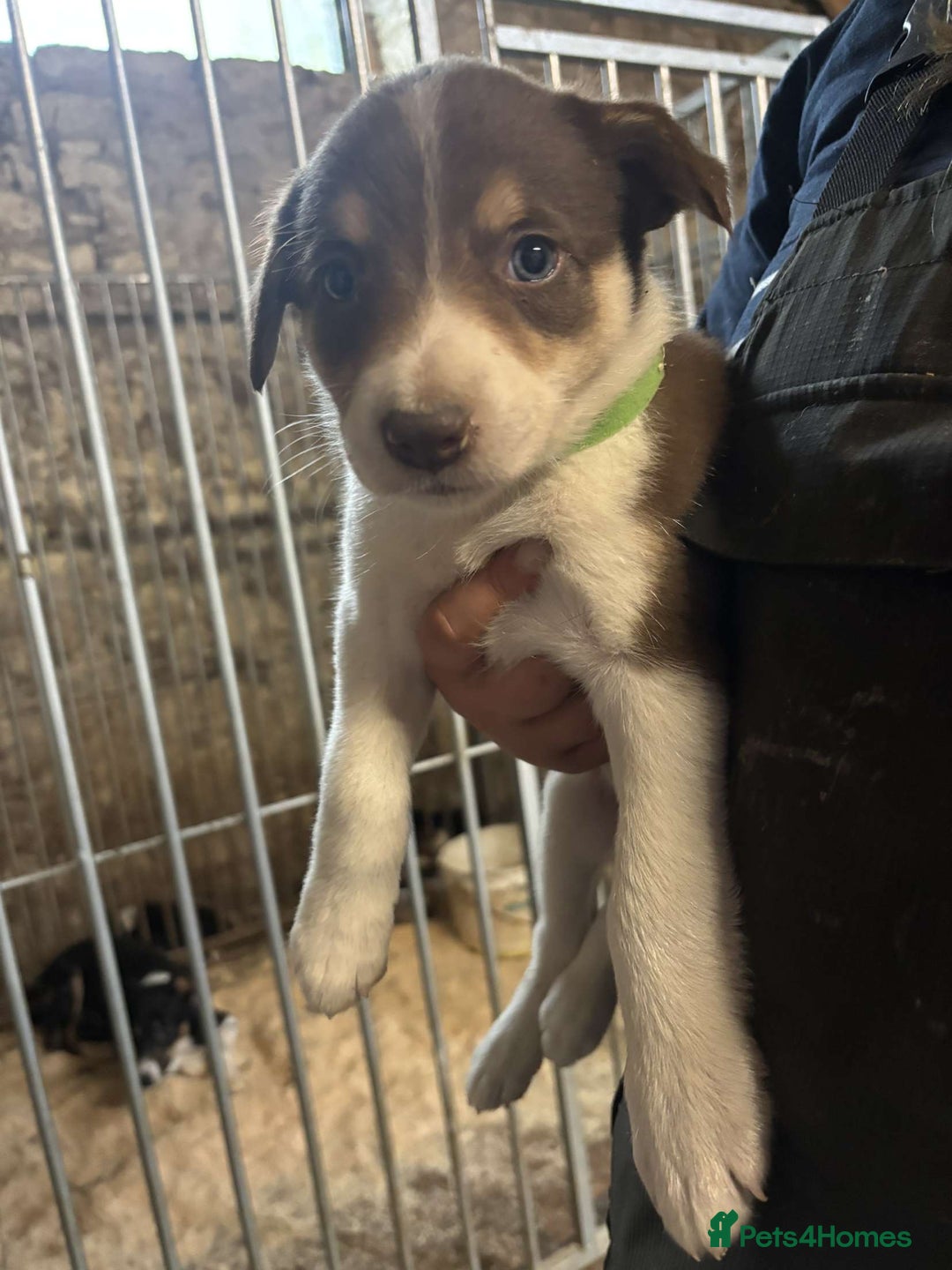 Border Collie dogs for sale: Collie pups  - Image 2