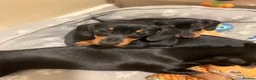 Miniature Dachshund dogs for sale: KC registered quality true miniature dachshunds  - Advert 2