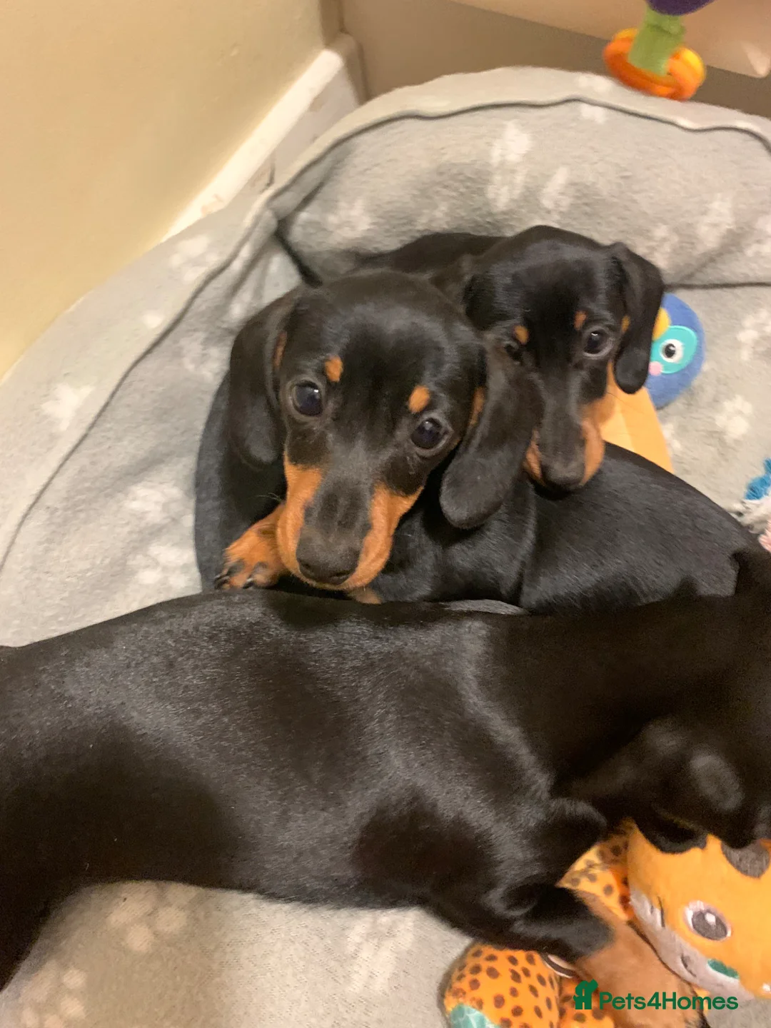 Miniature Dachshund dogs for sale: KC registered quality true miniature dachshunds  - Advert 2