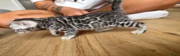 Bengal cats for sale: TICA registered pure bred Bengal kittens - Advert 14