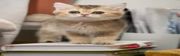 Scottish Fold cats for sale: Golden Scottish Fold & Straight – TICA Registered - Advert 11